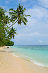 tropical island - sea, sky and palm trees