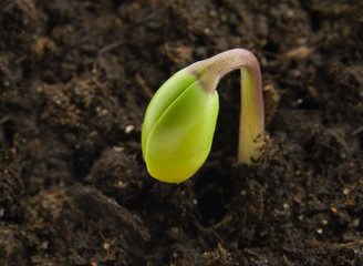 Single sprout