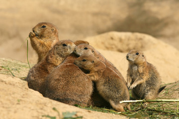 Family of prairie dogs