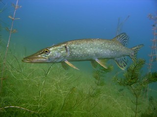 Pike in the lake