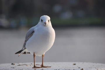 Seemöwe auf einem Poller