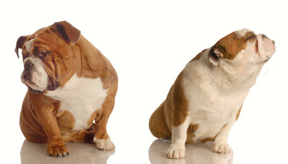 two bulldogs with their backs to each other arguing