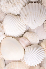 Colors of nature. White sea shells background