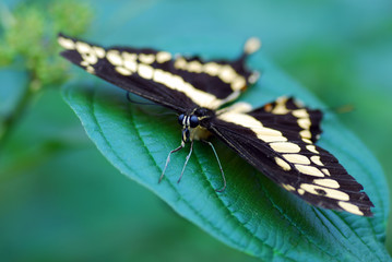 Swallow tail Butterfly