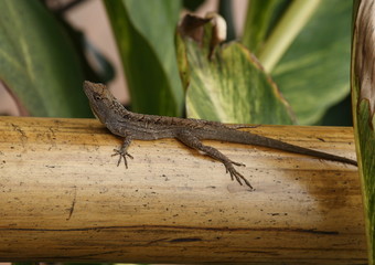 Hawaii Anole