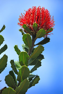 Australian Flora: Banksia Coccinea