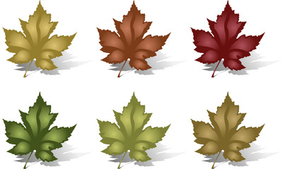 Six Maple Leaves.