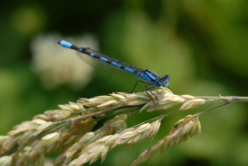 libelle, insekt