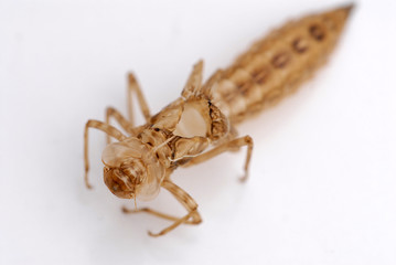 libelle, larve, hülle