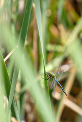 libelle, insekt