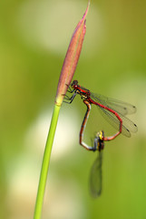 libelle, paarung, tandem