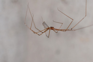spinne, zitterspinne