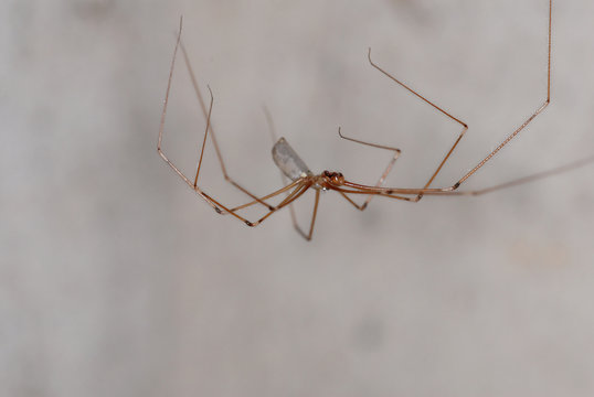 spinne, zitterspinne