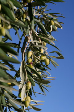 Rameaux d'olivier avec fruits