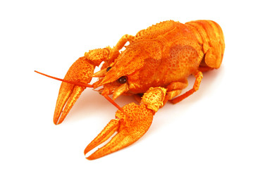boiled crayfish