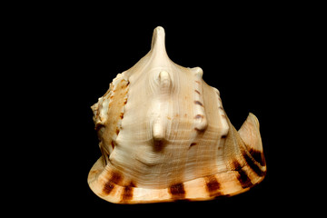 Seashell