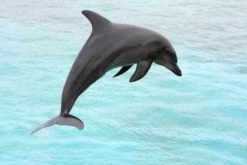 Cercles muraux Dauphins Saut de dauphin