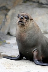 Naklejka premium Cape Fur Seal