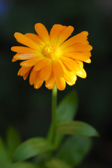 zinnie, blüte, gelb