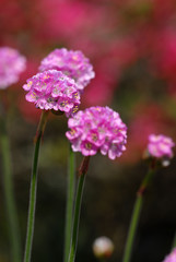 Fototapeta premium blume, blüte, rot, rosa