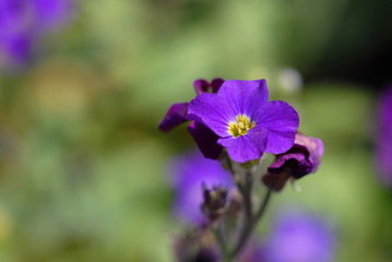 Fototapeta na wymiar blumen, blüte, blau, violett