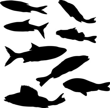 eight fish silhouettes
