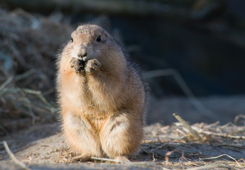 prairie dog