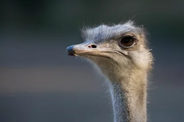 Fotobehang ostrich © Eric Gevaert