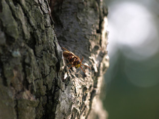 Hornisse am Baum