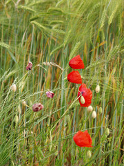 Fototapeta premium Klatschmohn