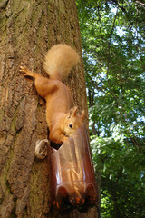 An eating squirell