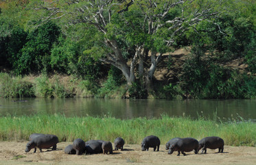 Hippopotames