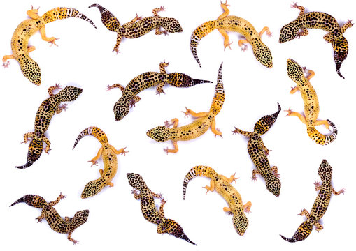 gecko collage