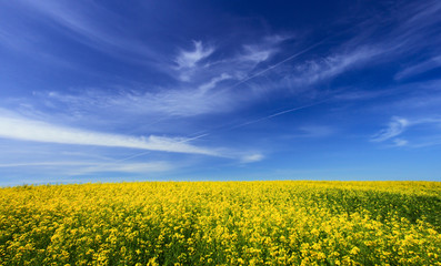 Obraz premium Meadow