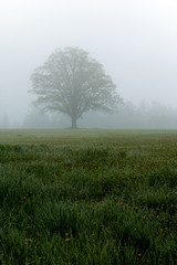 Obraz premium Foggy morning in country side