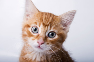 Fototapeta premium petit chat tigré