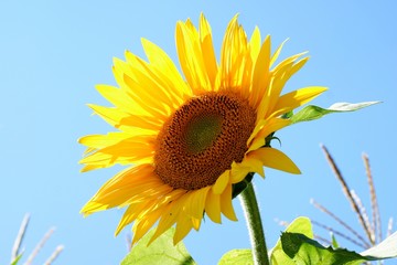 Sunflower with a leaf - clear summer blue sky.