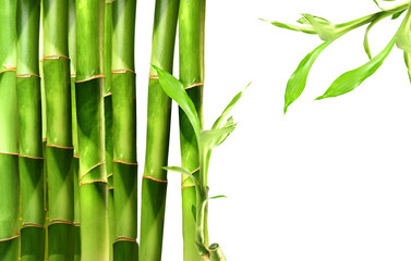 Fototapeta na wymiar Pędy bambusa na białym tle