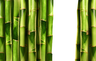 Bamboo shoots on white background
