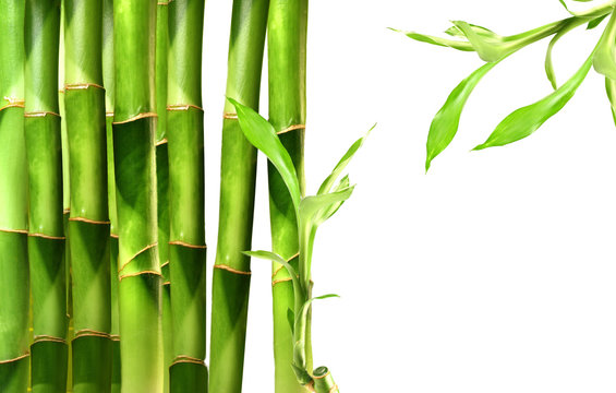 Bamboo Shoots On White