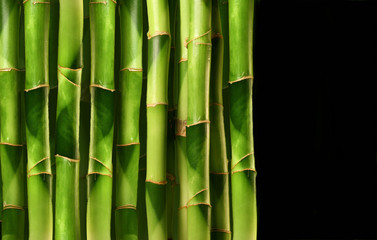 Fototapeta premium Bamboo shoots stacked side by side