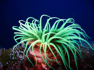 Fototapeta Sea anemone obraz
