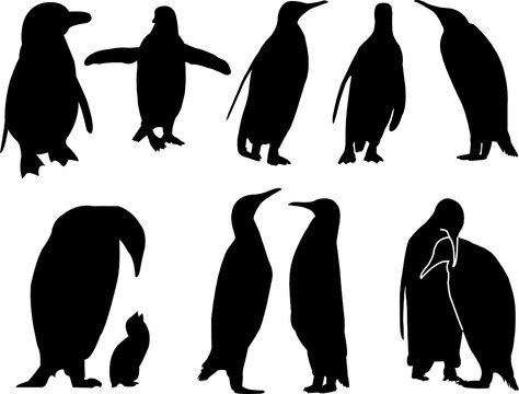 penguin collection - vector