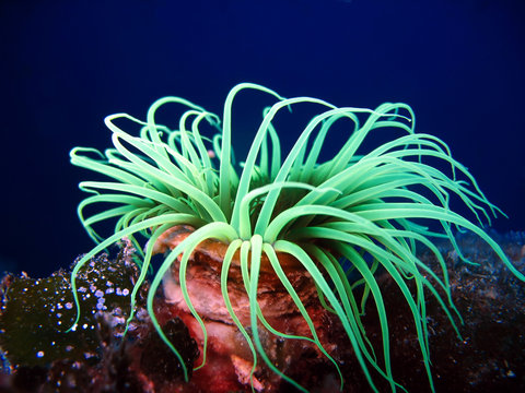 Sea Anemone