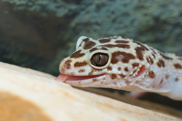 leopard gecko