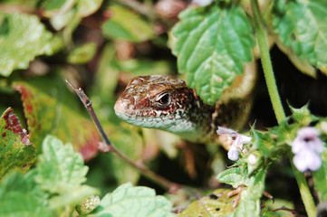lizard in nature