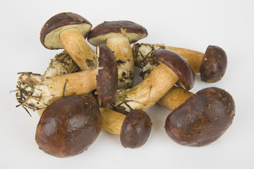 few edible mushrooms on white background