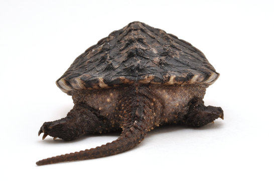 Snapping Turtle