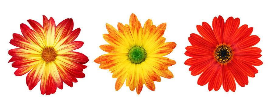 Three perfect daisies isolated on white with clipping path