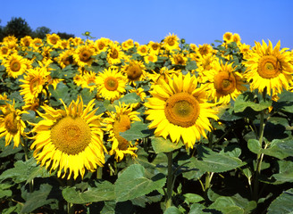 Sonnenblumen